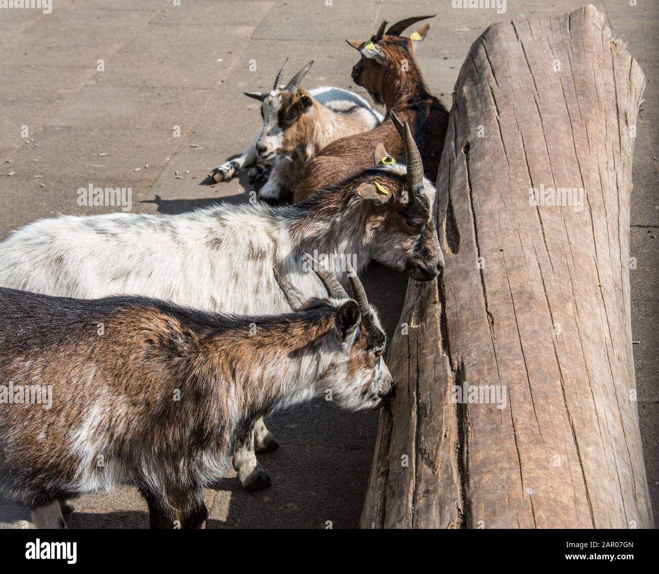 Ziegen beim fressen Stock Photo