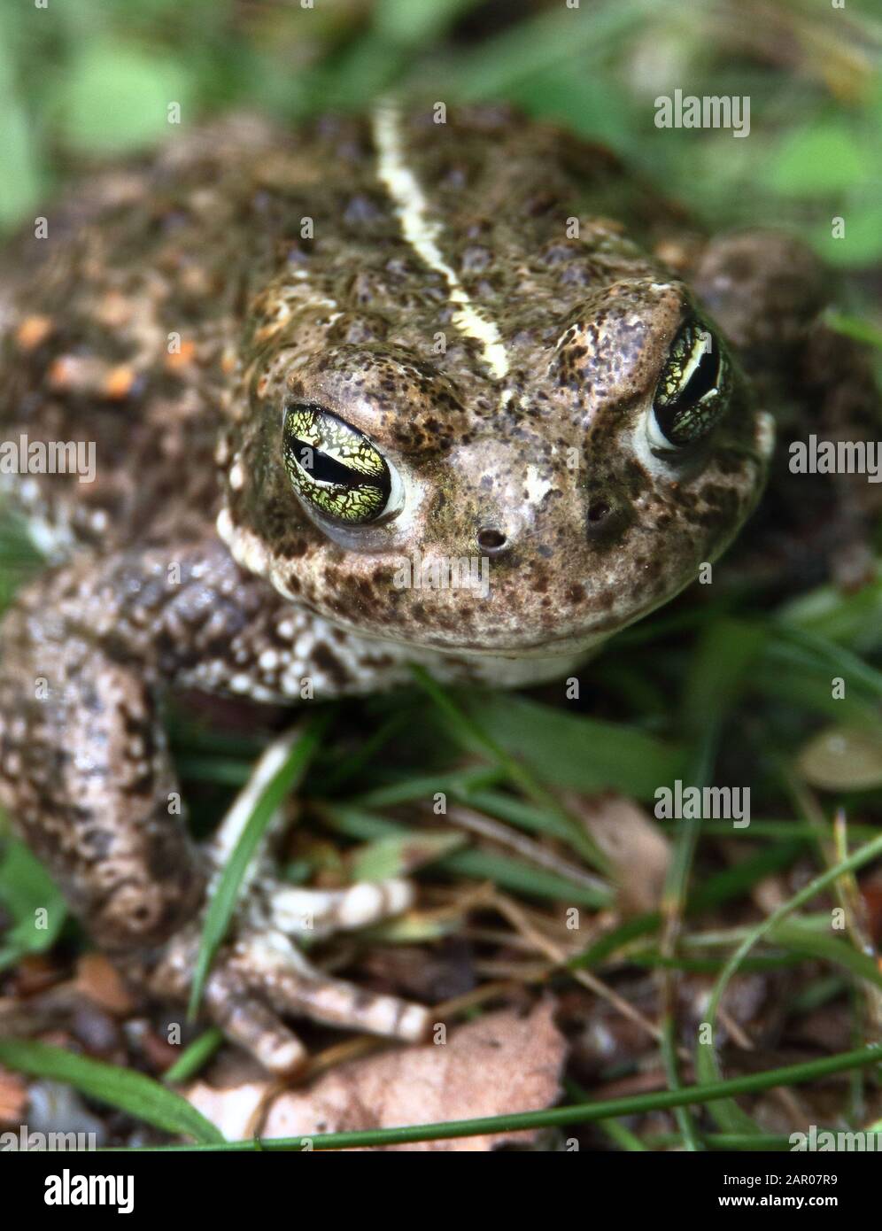 Natterjack toad, Epidalea calamita, head shot showing the distinctive green striped eyes, crawling on grass.  UK Stock Photo