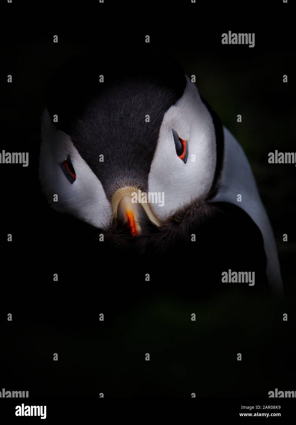 Head shot of An Atlantic Puffin, Fratercula arctica, waking up with its beak tucked under its wing isolated on a black background. Skomer Island UK Stock Photo