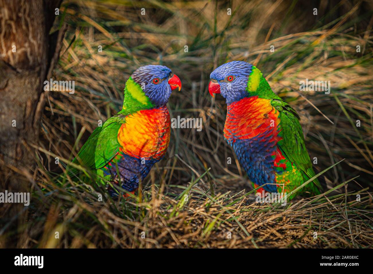 A pair of colorful rainbow lorikeets, a blue, orange, green and yellow parrots with red eyes and beak, sitting on dry brown grass on a sunny day. Stock Photo