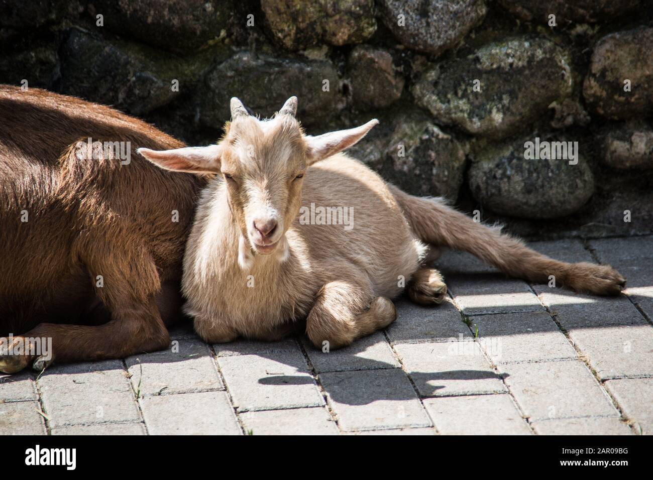brown white goats foraging Stock Photo