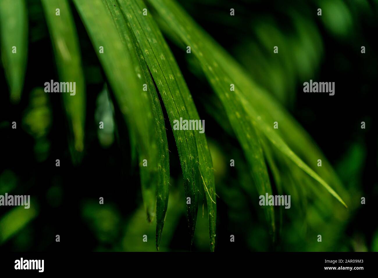 Green leaves in front of black background Stock Photo