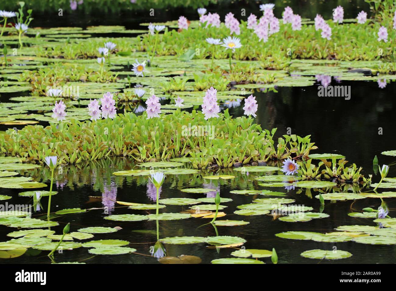 Big pond water lilies hi-res stock photography and images - Alamy