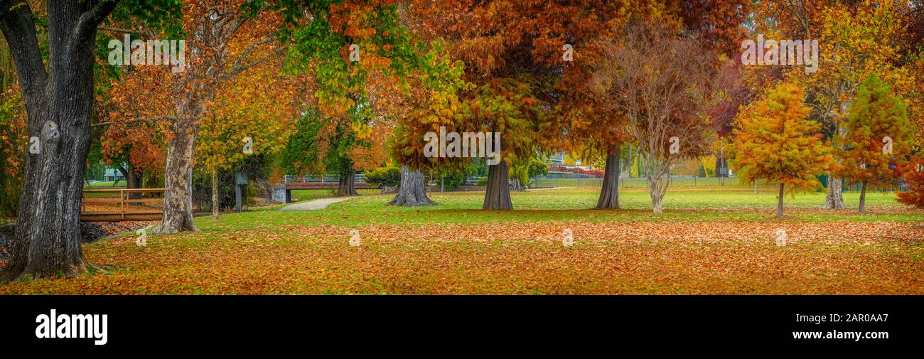 Changing colours of autumn leaves in Anzac Park Glen Innes NSW Stock Photo
