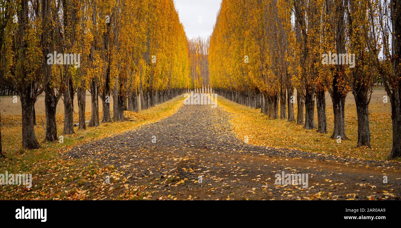 Autumn poplars line a road at Glen Innes NSW Stock Photo