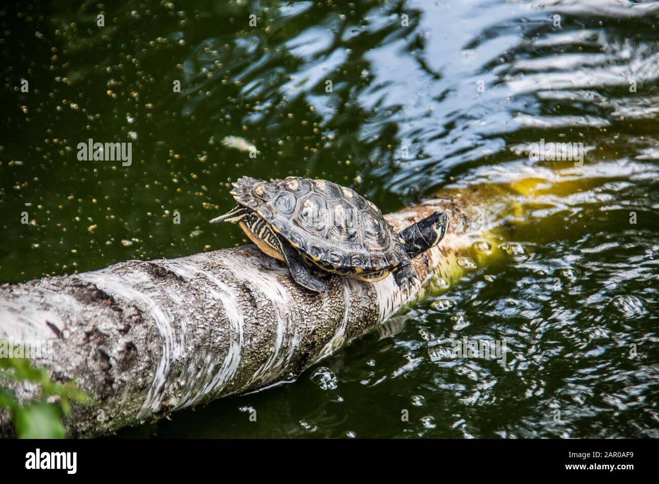 Swamp turtle by the water Stock Photo - Alamy