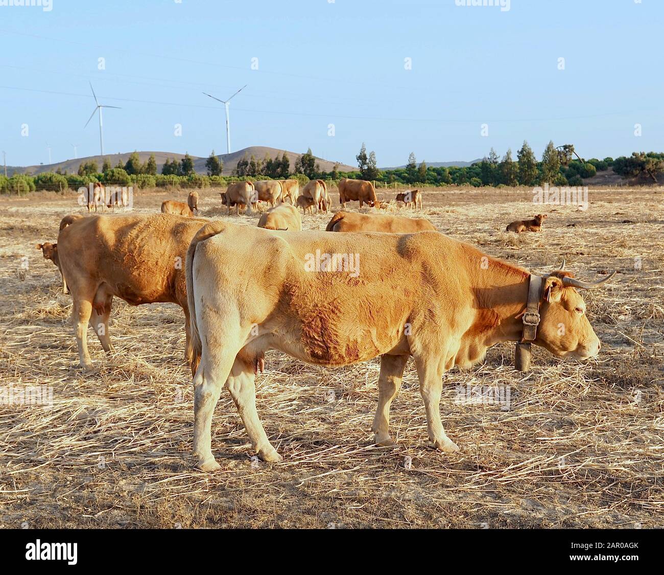 Cattle - Brown cows with calves on a field Stock Photo - Alamy