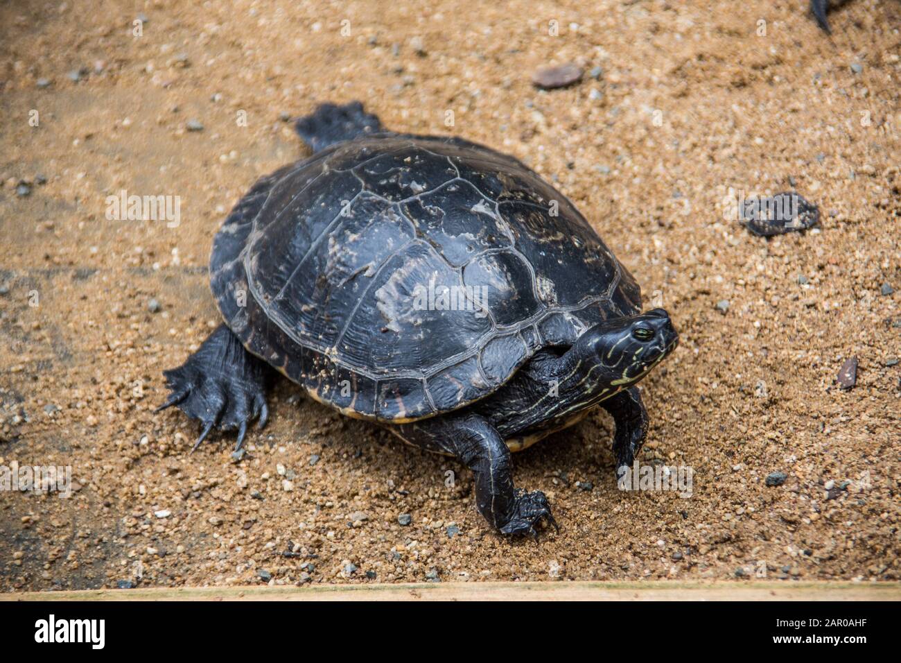 Swamp turtle by the water Stock Photo - Alamy