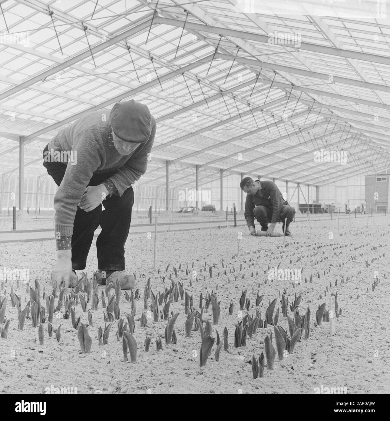 1963 the first greenhouse hires stock photography and images Alamy