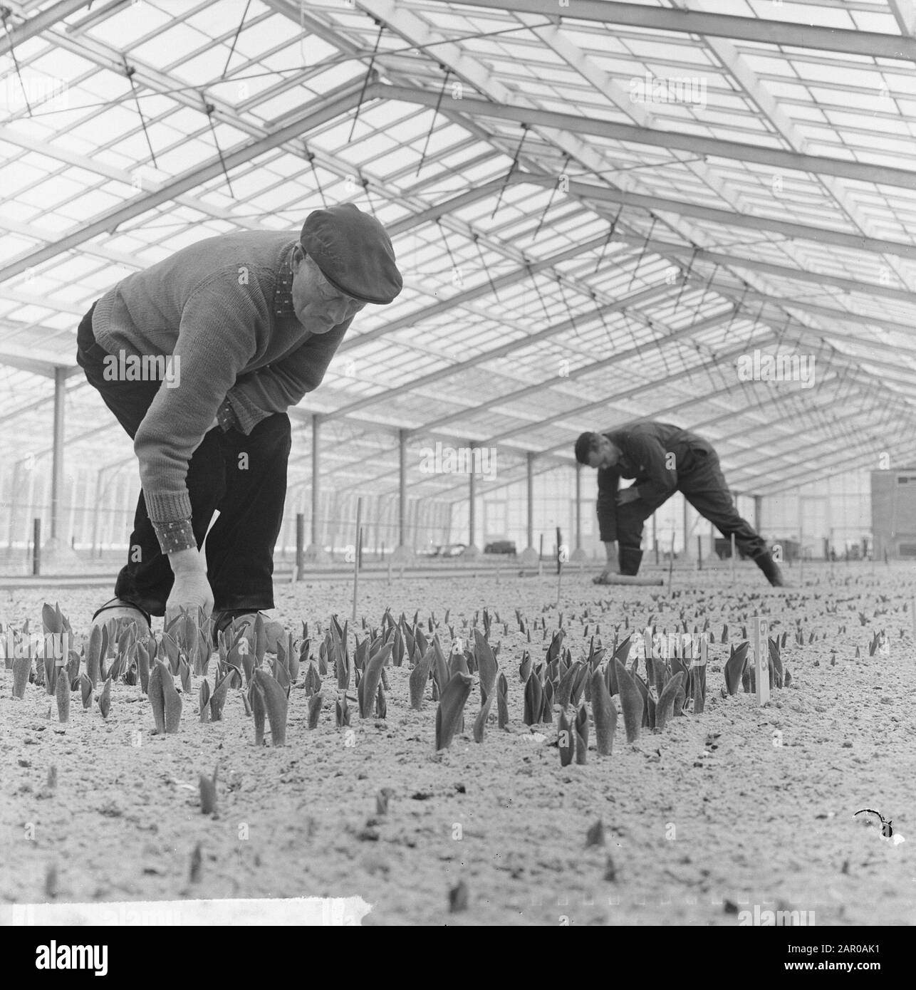 1963 the first greenhouse Black and White Stock Photos & Images Alamy