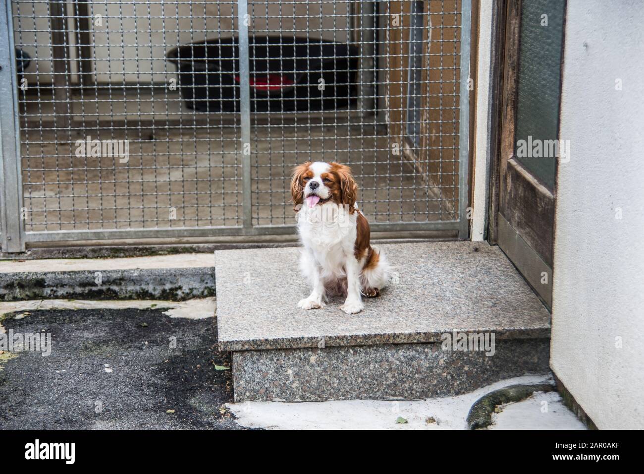brown white pied dog in front of kennel Stock Photo