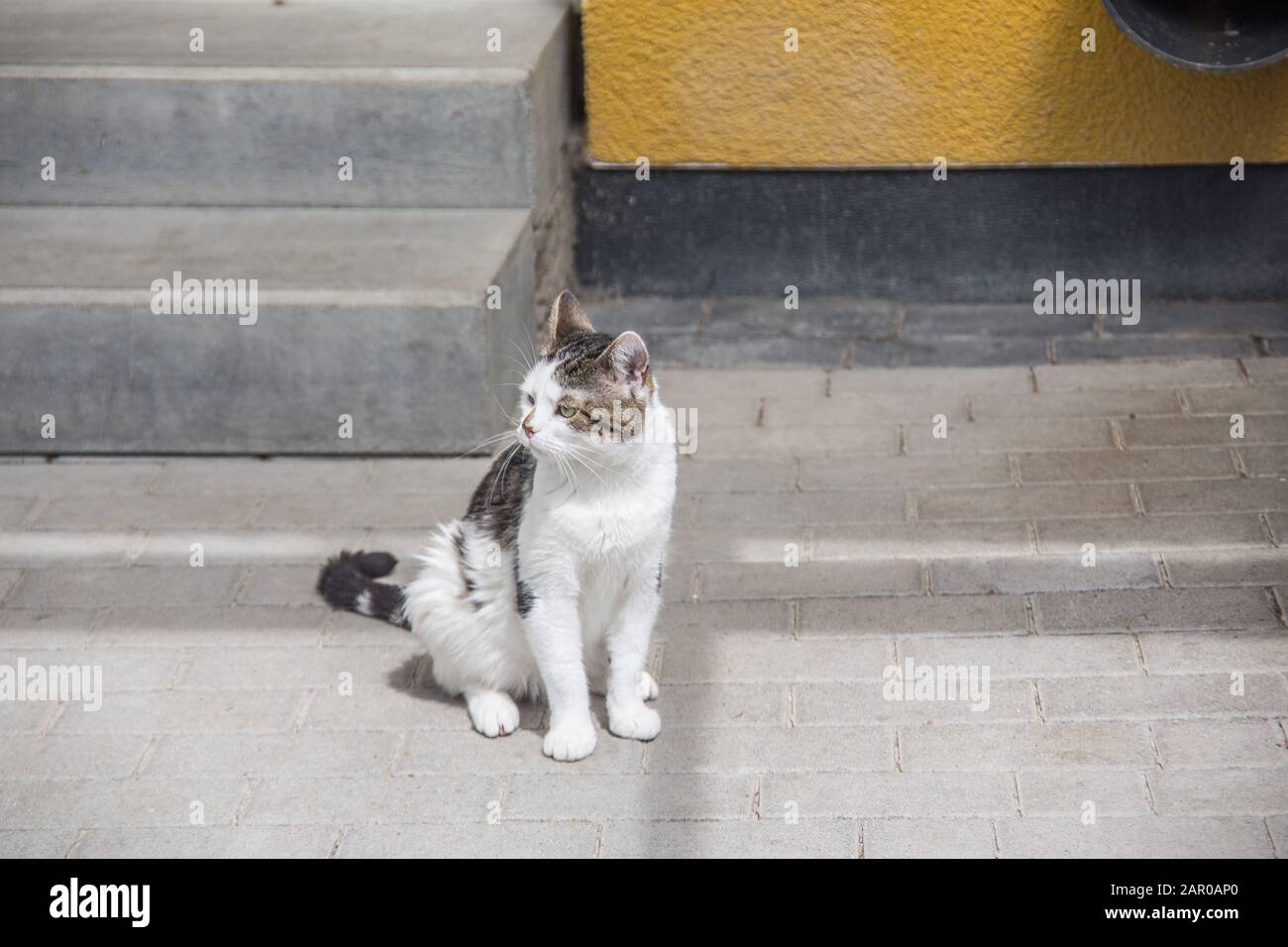 white gray domestic cat on stairs Stock Photo