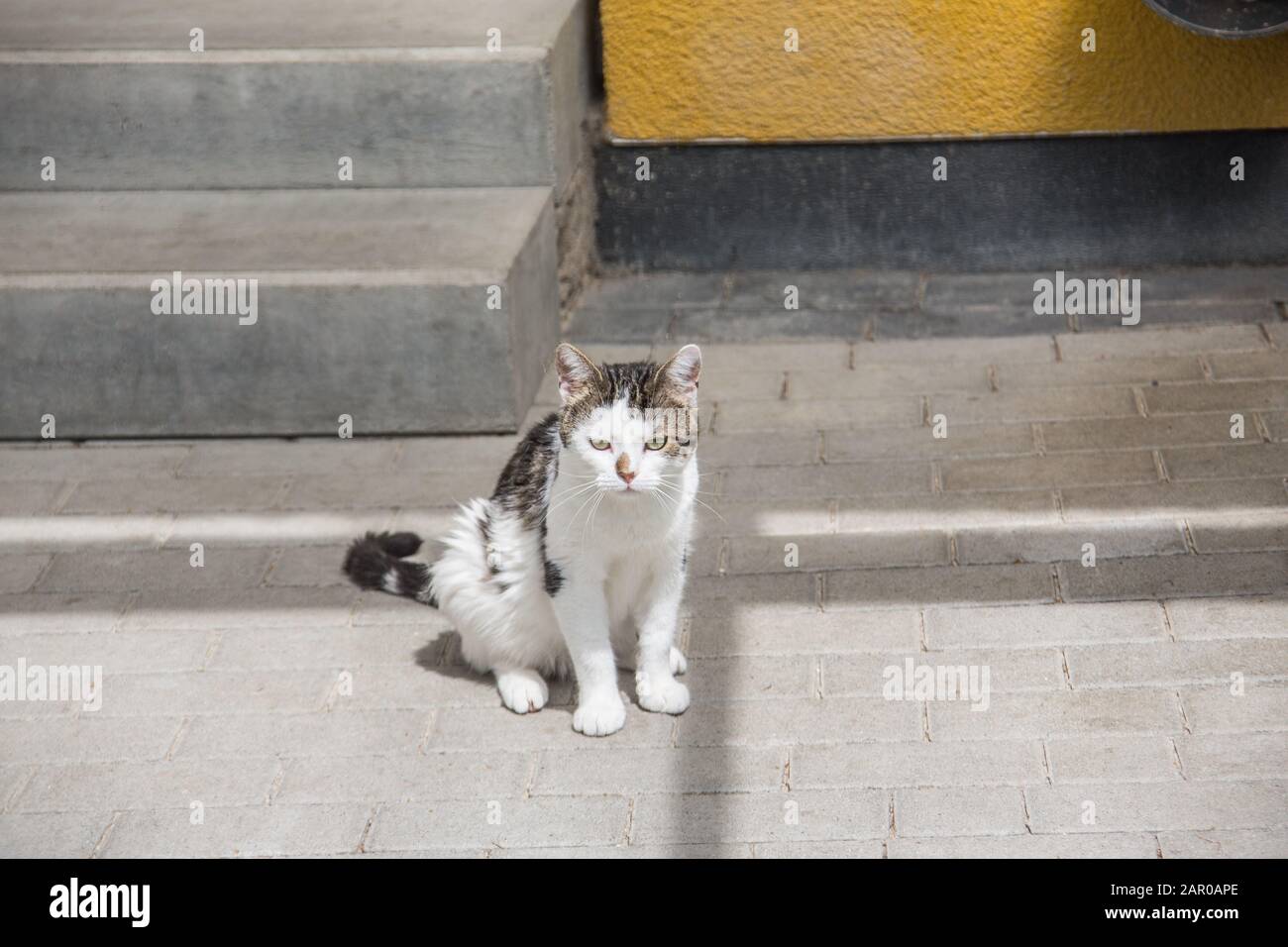 white gray domestic cat on stairs Stock Photo