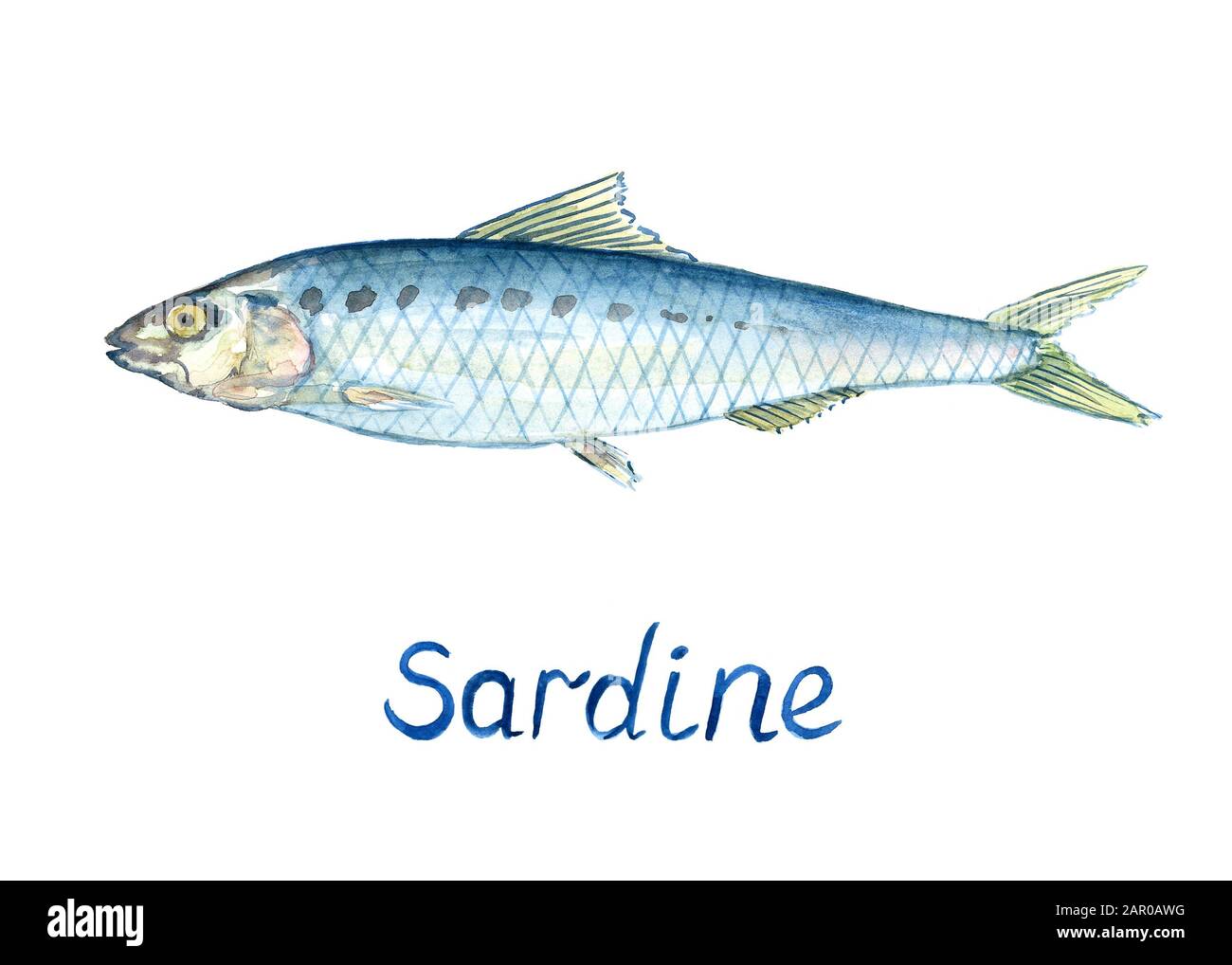Sardine, hand painted watercolor illustration design element with inscription Stock Photo
