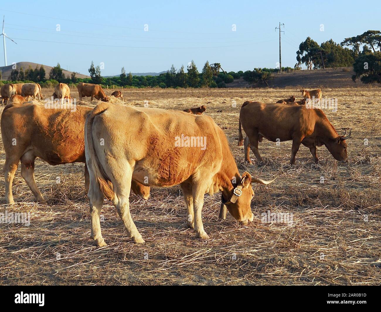 Cattle - Brown cows with calves on a field Stock Photo - Alamy