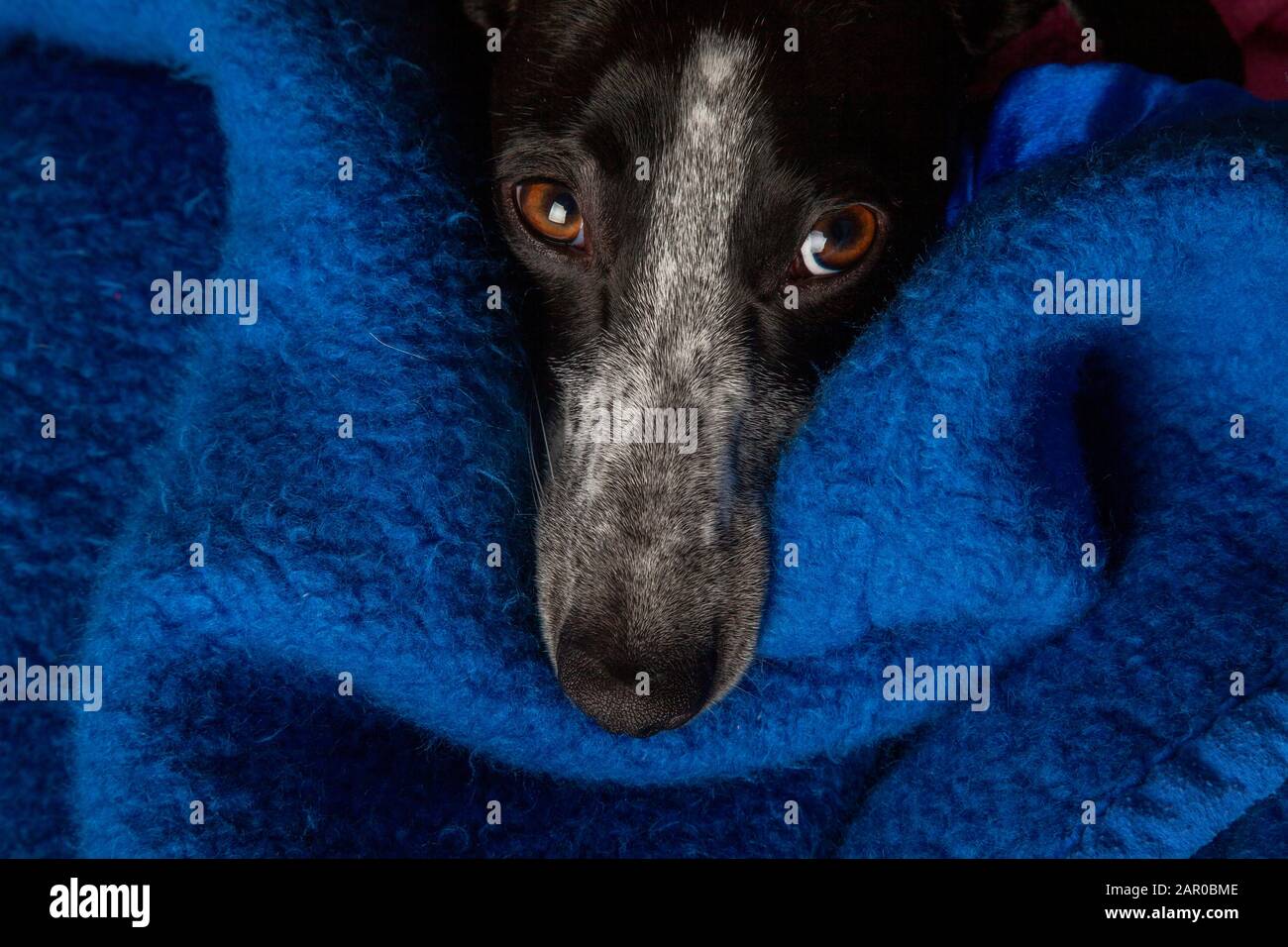 small greyhound on blue blanket with curious look Stock Photo Alamy