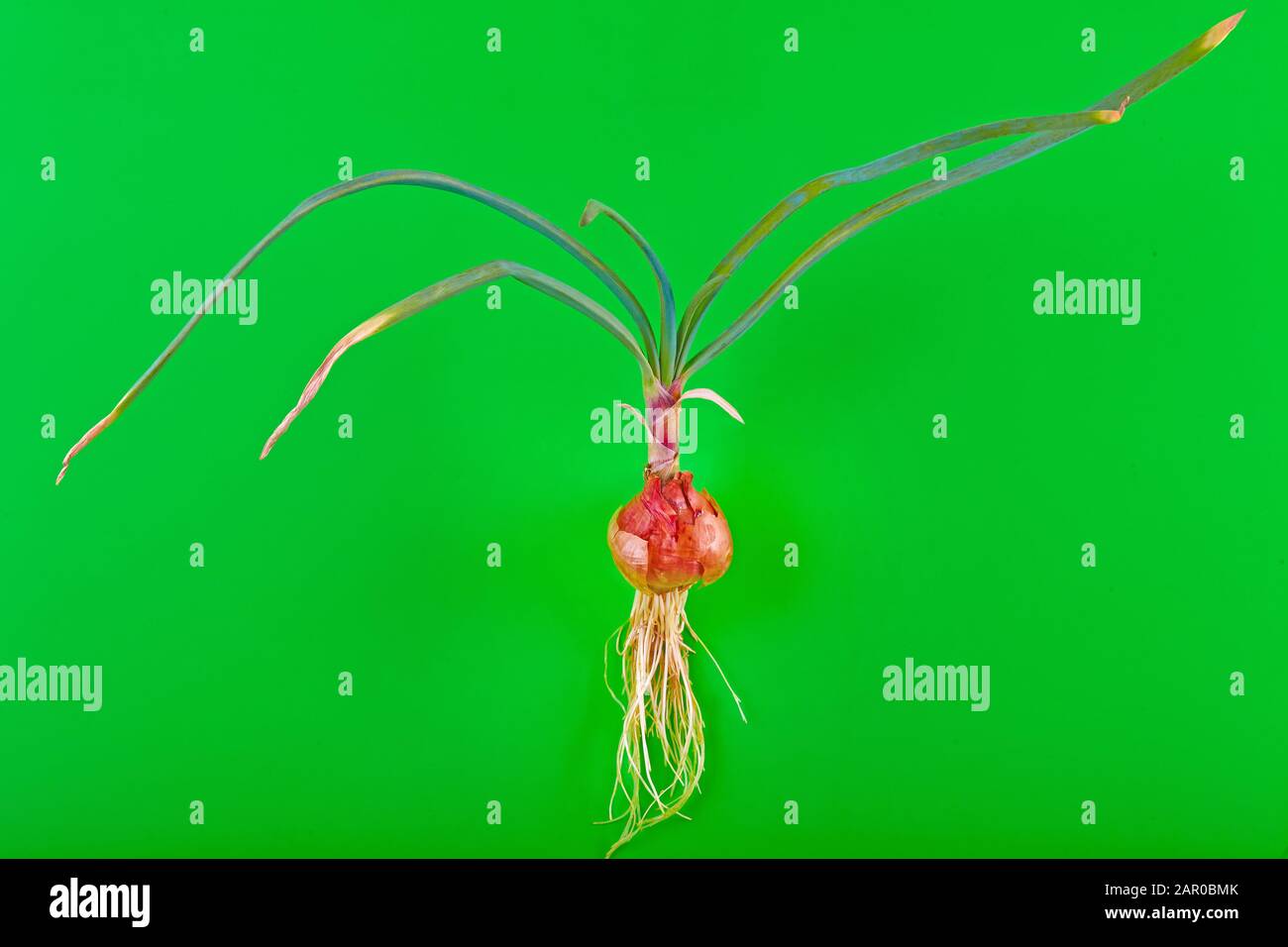 Closeup on spring onion roots hi-res stock photography and images - Alamy