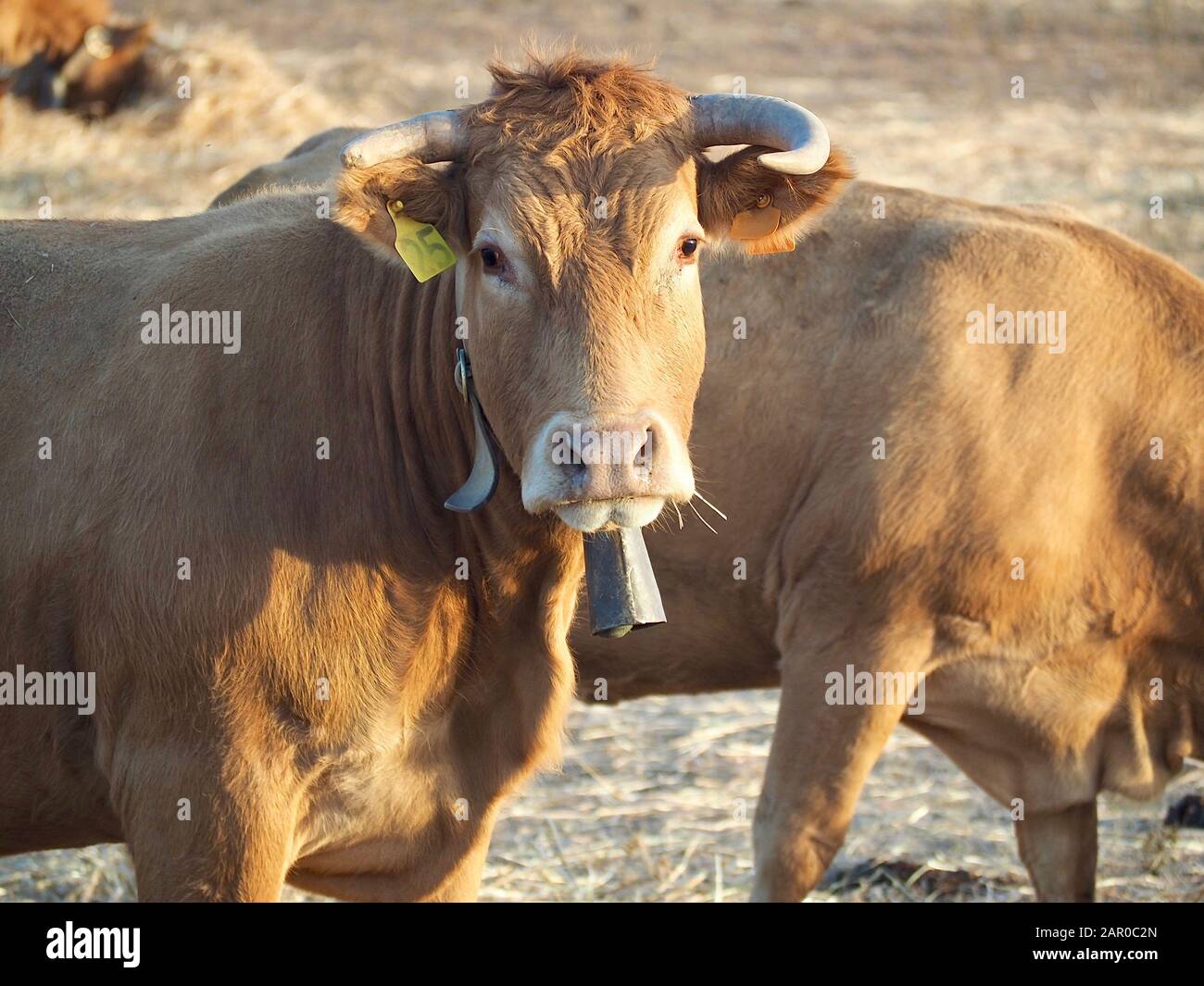 Cattle - Brown cow with bell on a field Stock Photo - Alamy