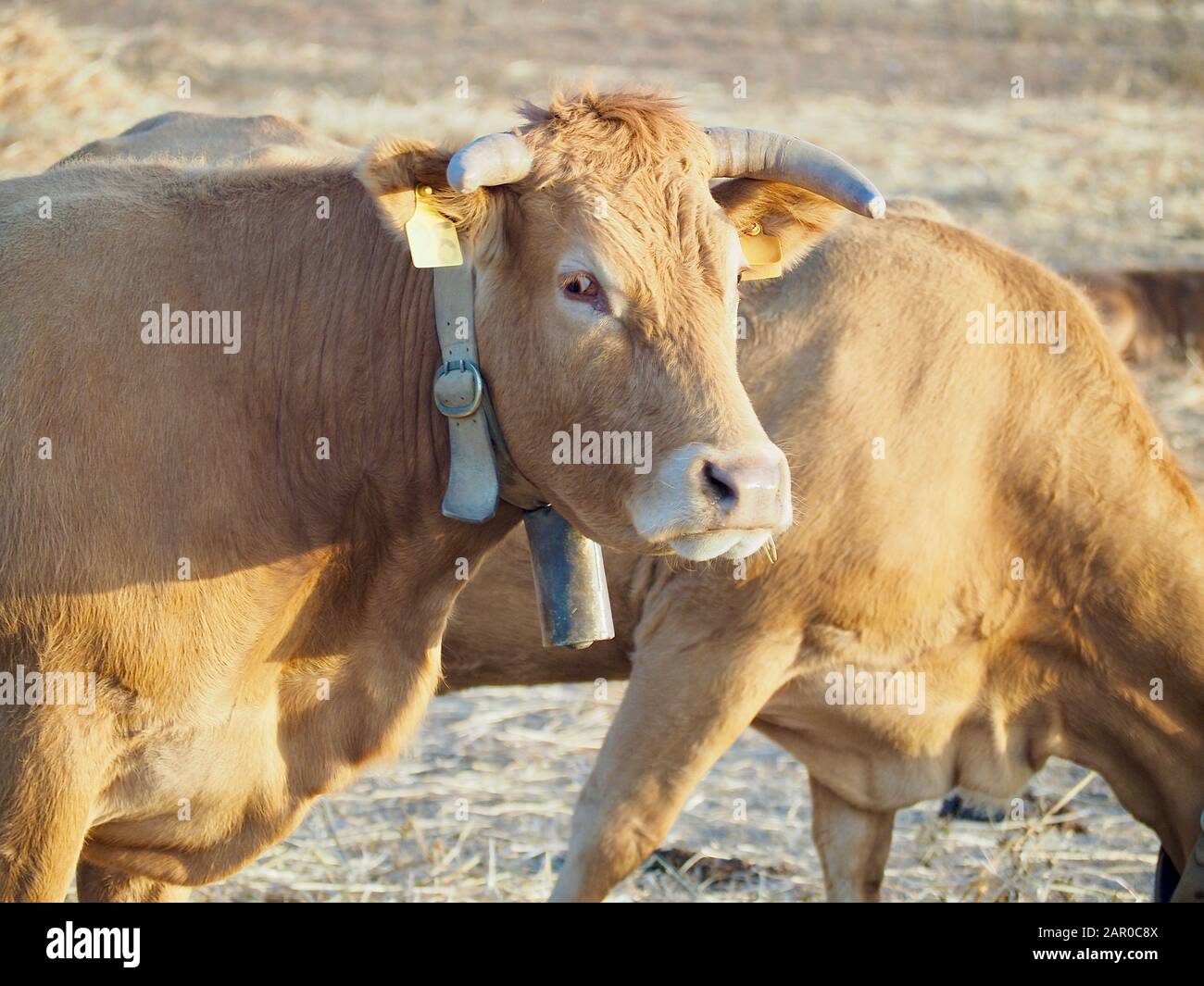 Cattle - Brown cow with bell on a field Stock Photo - Alamy