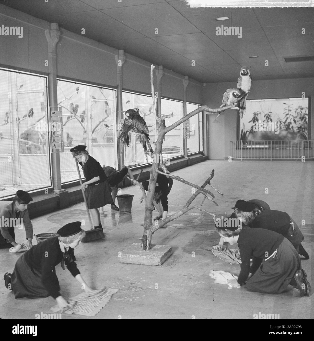 Heitty for a chore, Boy Scouts clean the night places of Artis. The birdhouse Date: 18 april 1963 Location: Amsterdam, Noord-Holland Keywords: zoos, boy scout, parrots Institution name: Artis Stock Photo