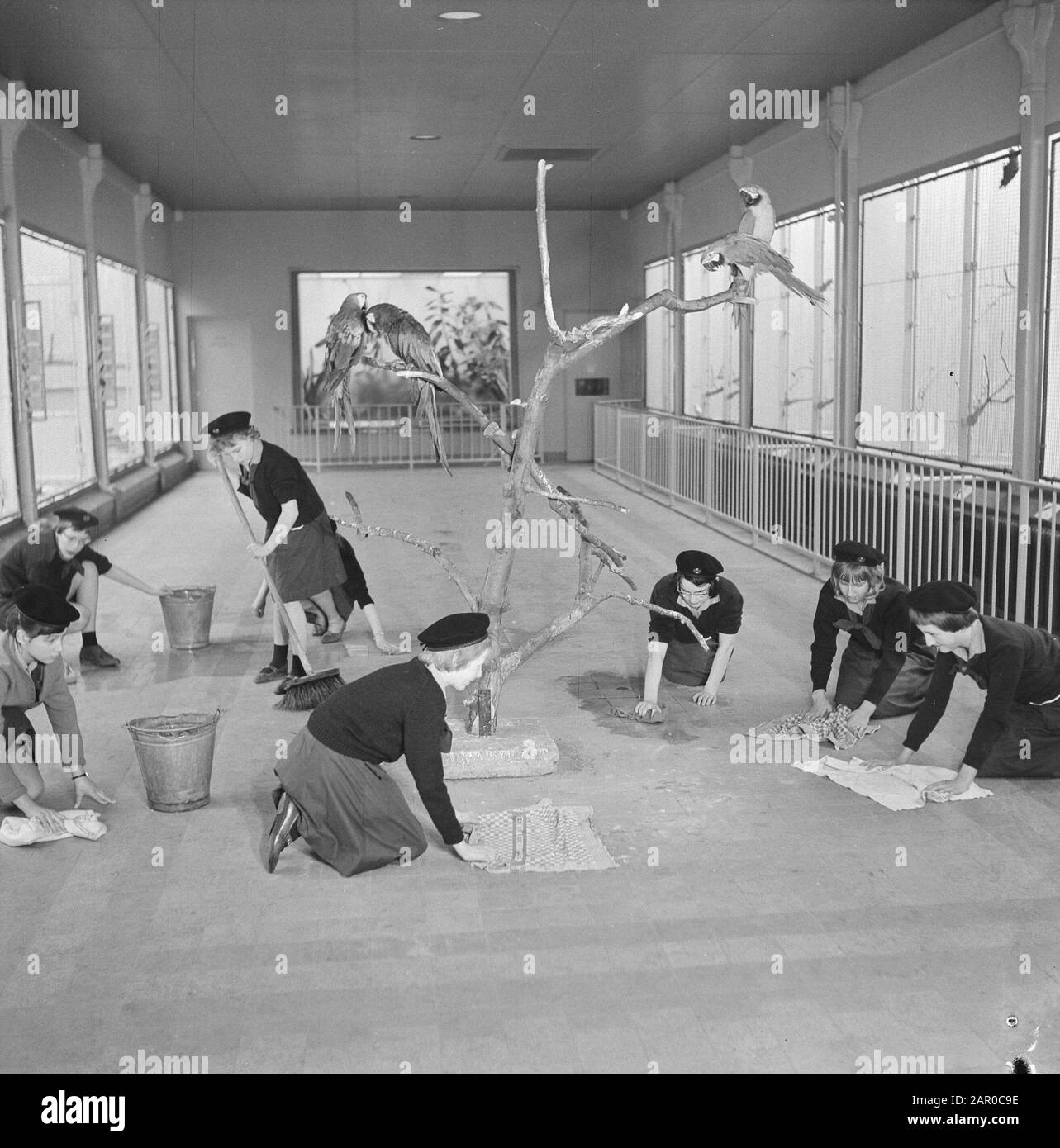 Heitty for a chore, Boy Scouts clean the night places of Artis. The birdhouse Date: 18 april 1963 Location: Amsterdam, Noord-Holland Keywords: zoos, boy scout, parrots Institution name: Artis Stock Photo