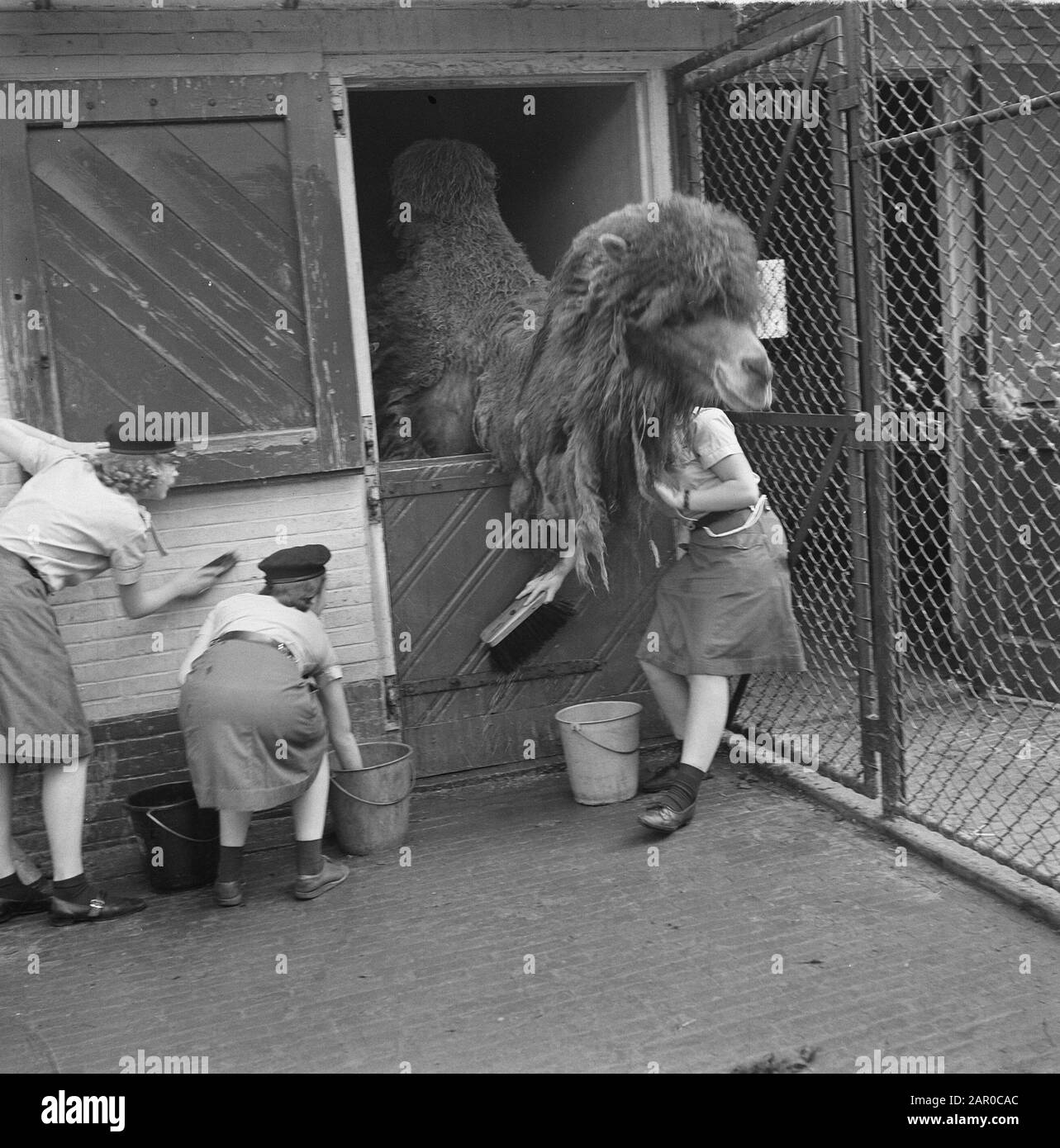Heitty for a chore, Boy Scouts clean the night places of Artis. The stay of a camel Date: 18 april 1963 Location: Amsterdam, Noord-Holland Keywords: zoos, camels, boy scout Institution name: Artis Stock Photo