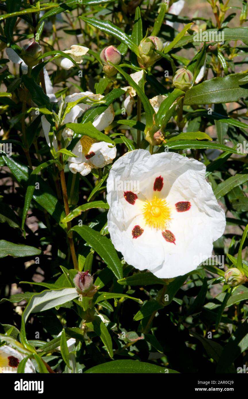 Rockrose flower. Stock Photo