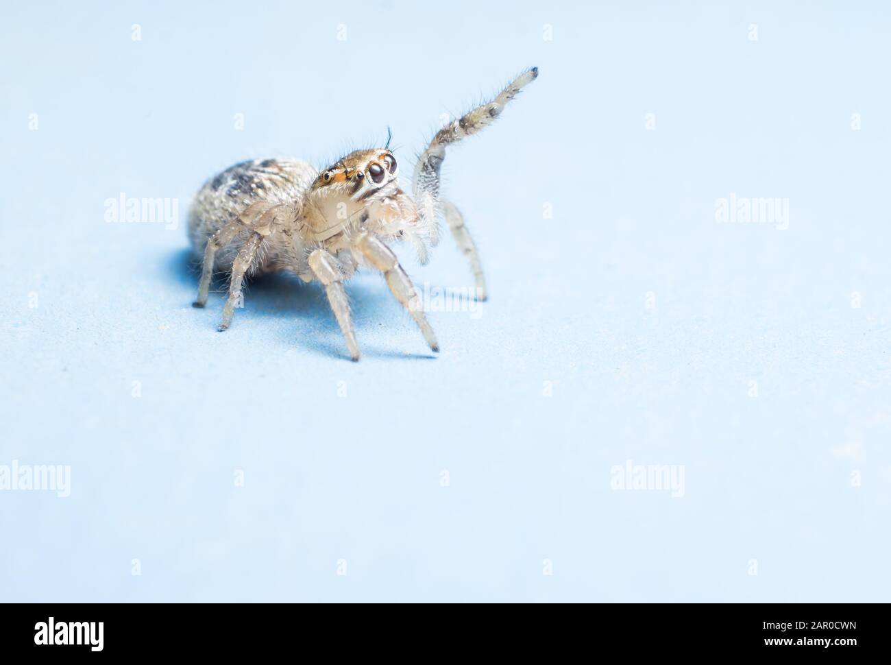 Blue jumping spider hi-res stock photography and images - Alamy