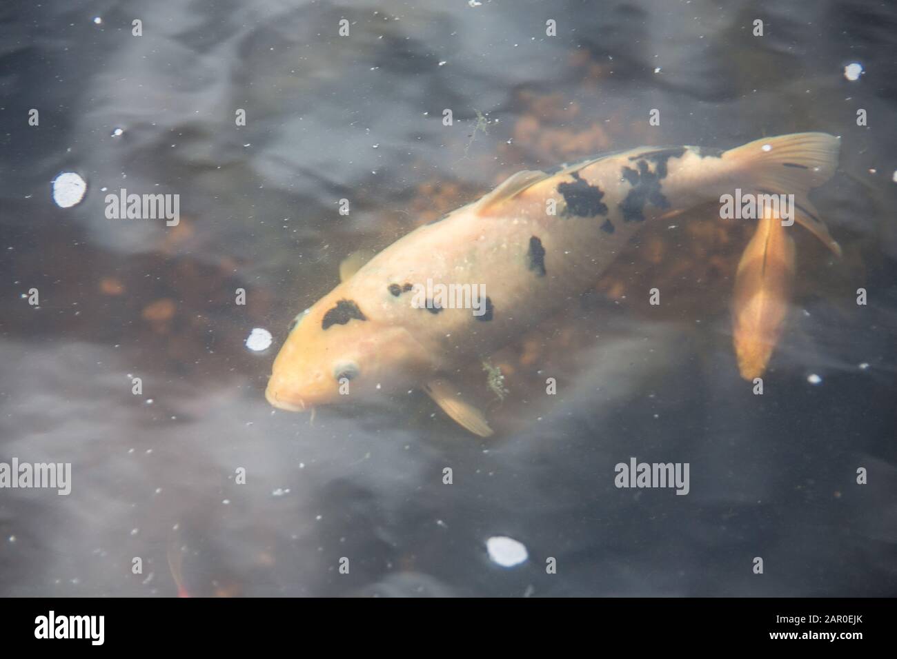 Fish swim in the pond Stock Photo Alamy