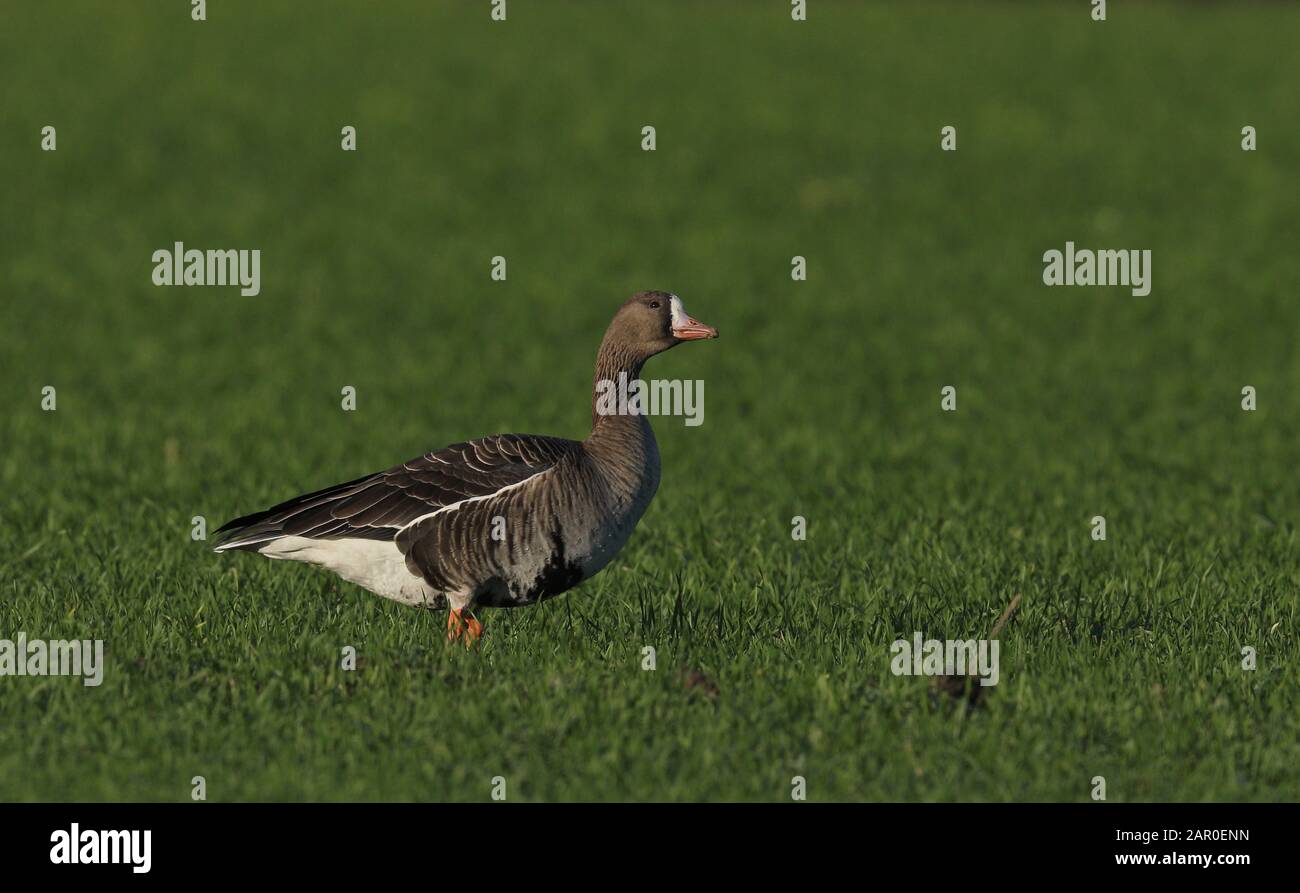 Greater white-fronted goose (Anser albifrons) on green grass Stock Photo
