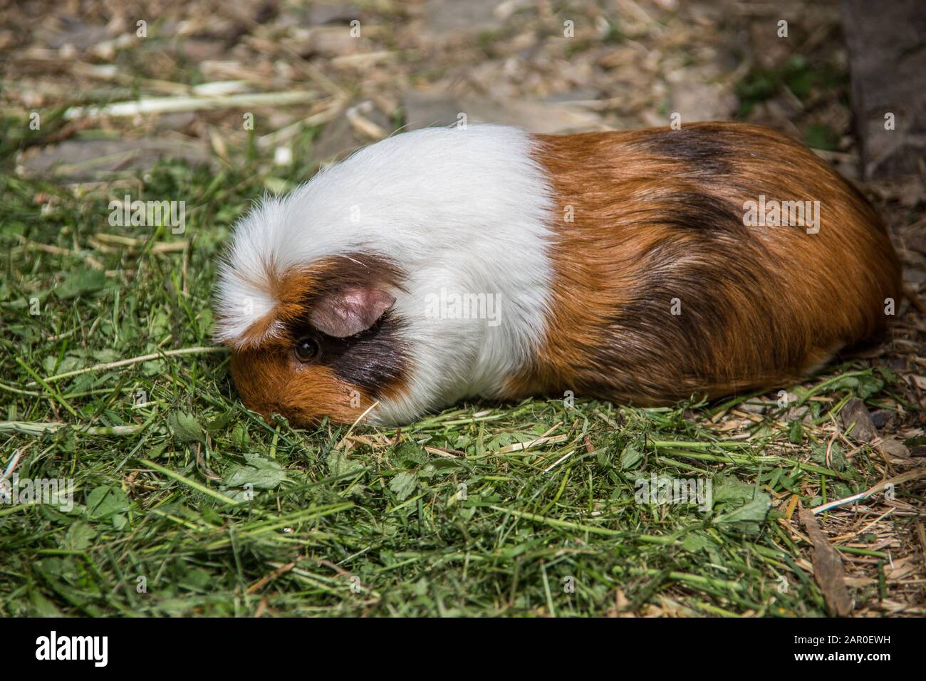 Guinea Pig Basks In The Meadow Stock Photo Alamy guinea-pig-basks-in-the-meadow-stock-photo-alamy