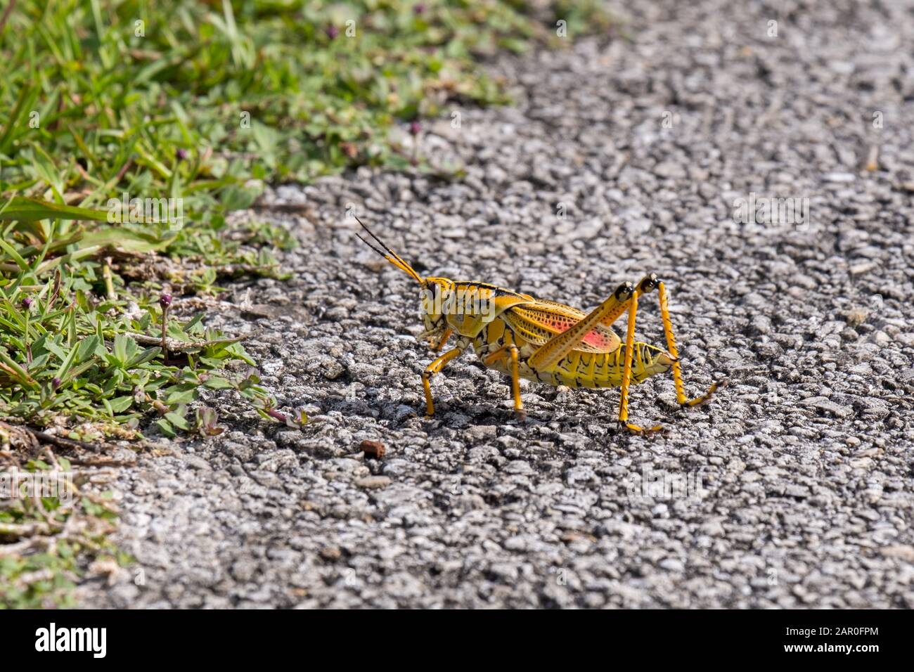Adult eastern lubber grasshopper in the Everglades National Park, Florida Stock Photo