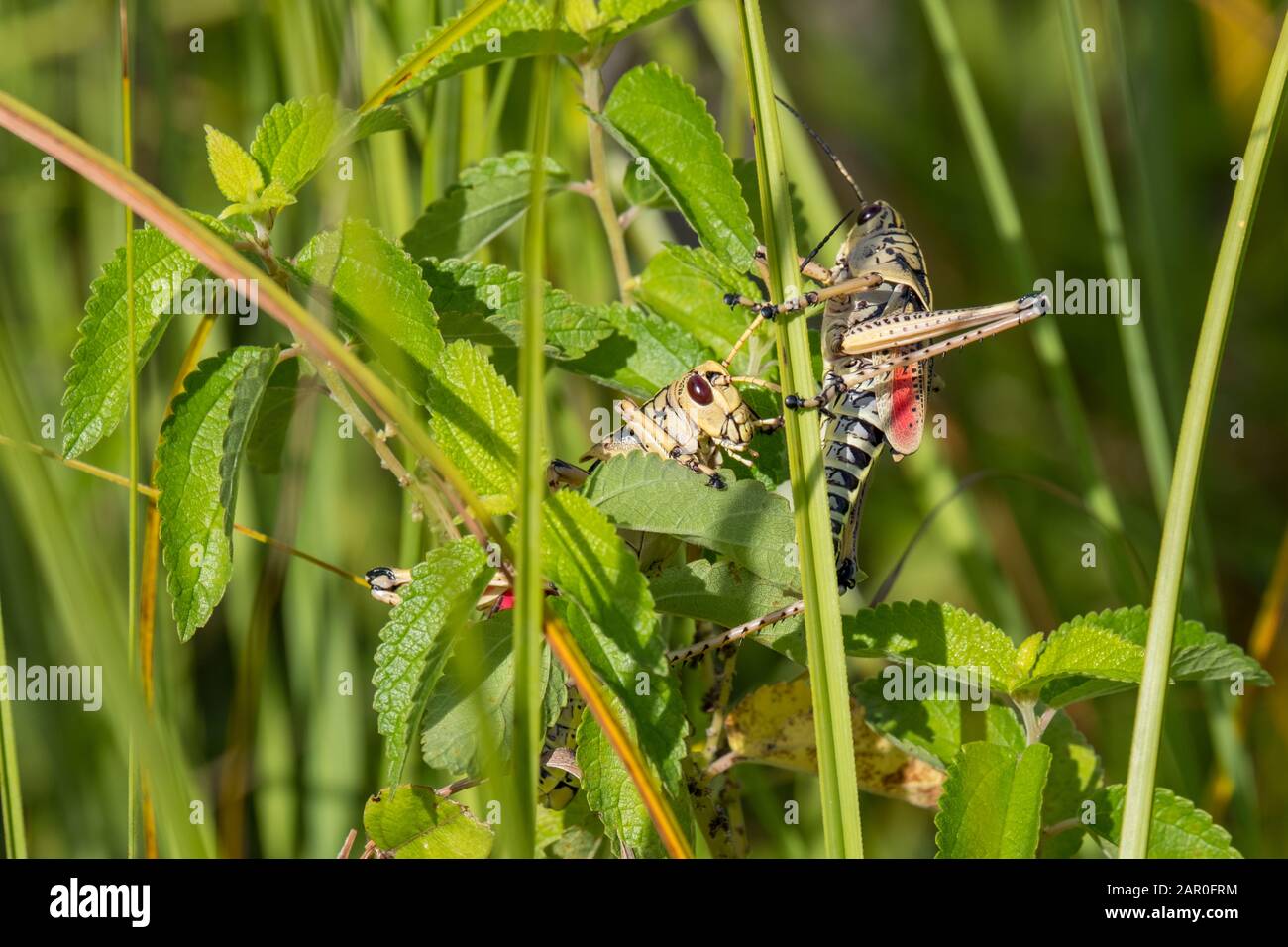 Couple of adult eastern lubber grasshoppers in the Everglades National Park, Florida Stock Photo