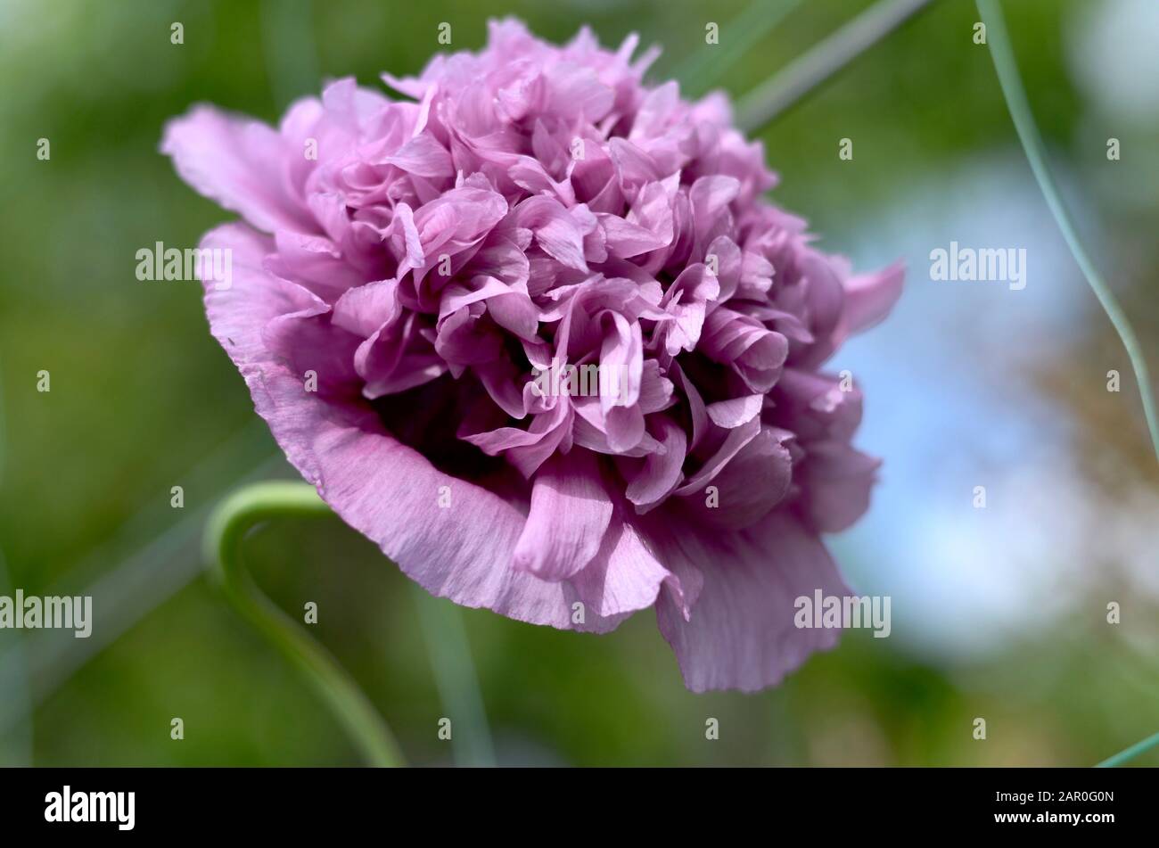 Blossomed Flower Of Decorative Poppy Purple Color On A Green