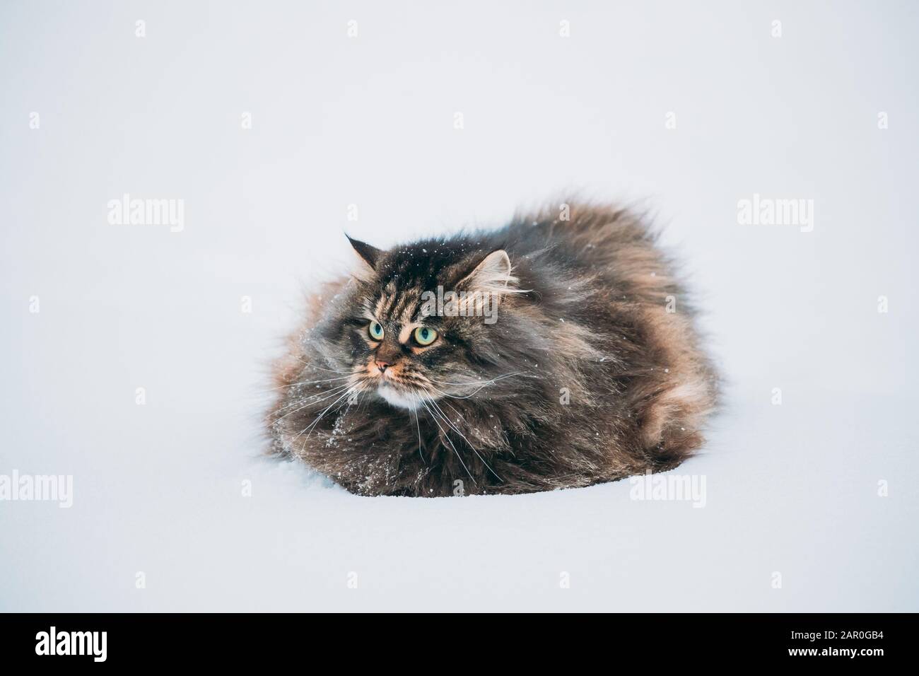 Funny Fluffy Siberian Cat Kitty Standing In Snowy Snowdrift In Winter