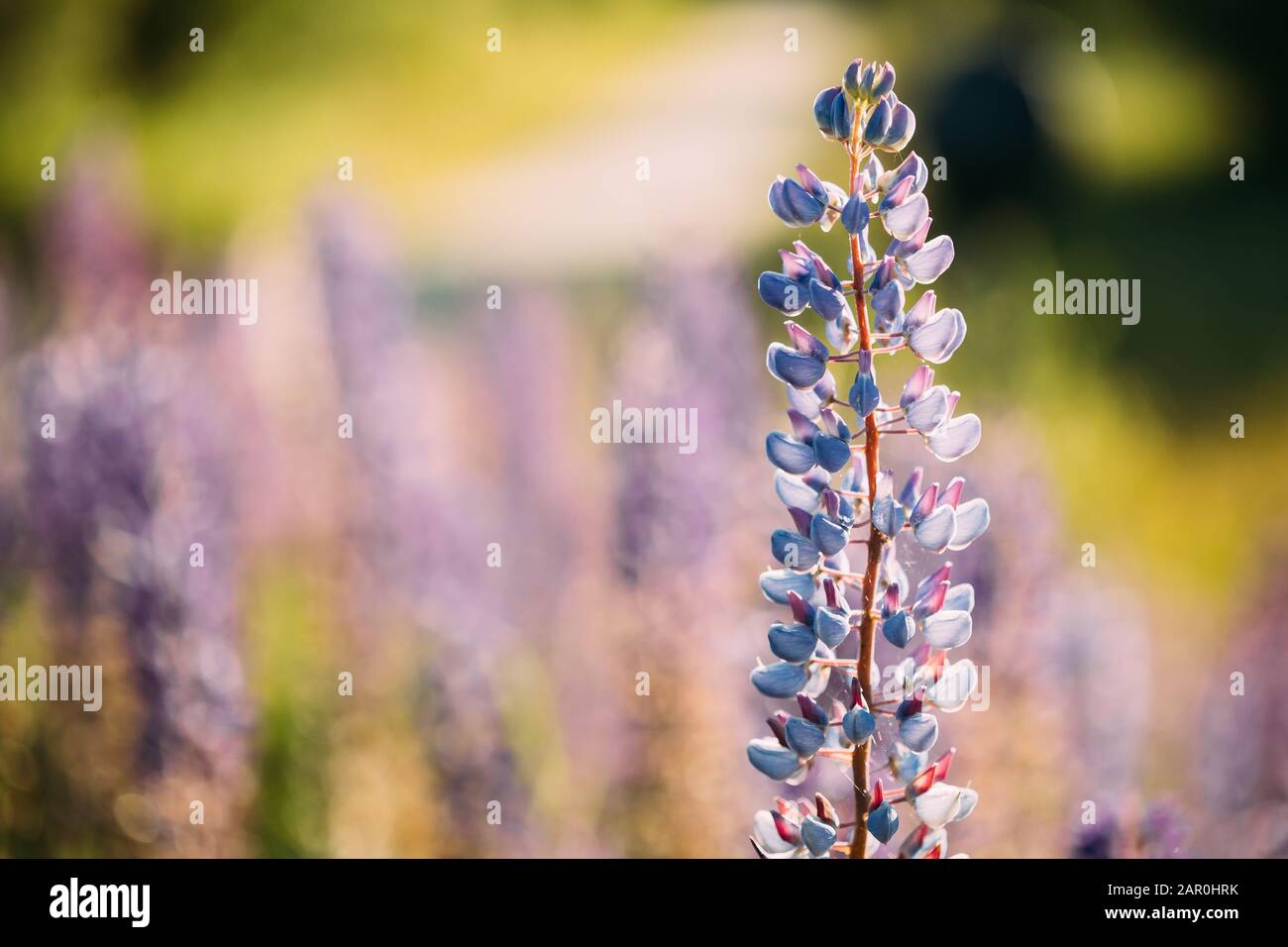 Bush Of Wild Flowers Lupine In Summer Field Meadow At Sunset Sunrise. Lupinus, Commonly Known As Lupin Or Lupine, Is A Genus Of Flowering Plants In Th Stock Photo