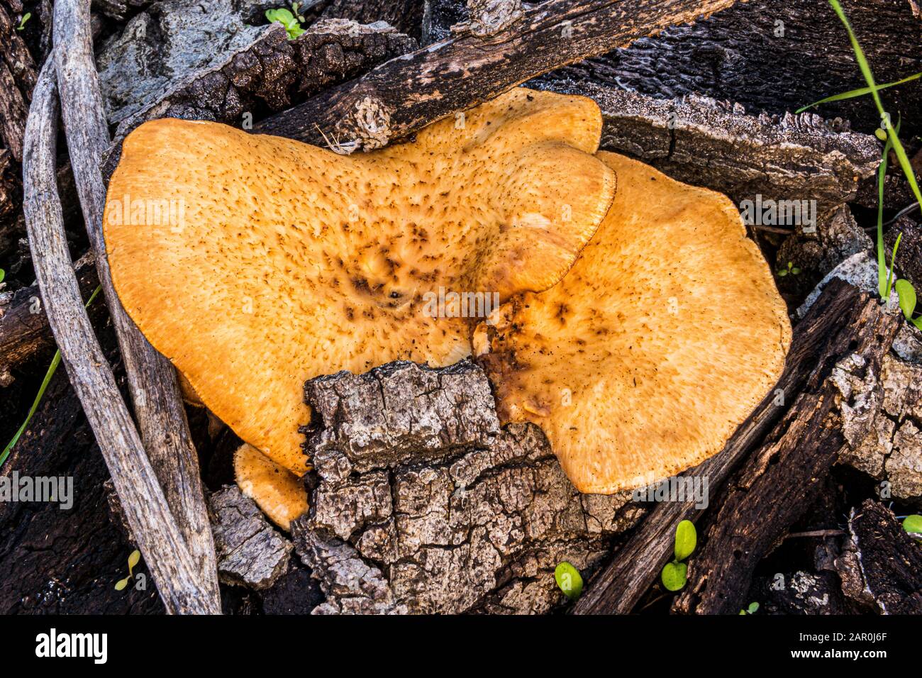 fungus mushroom growing on rotting tree Stock Photo - Alamy