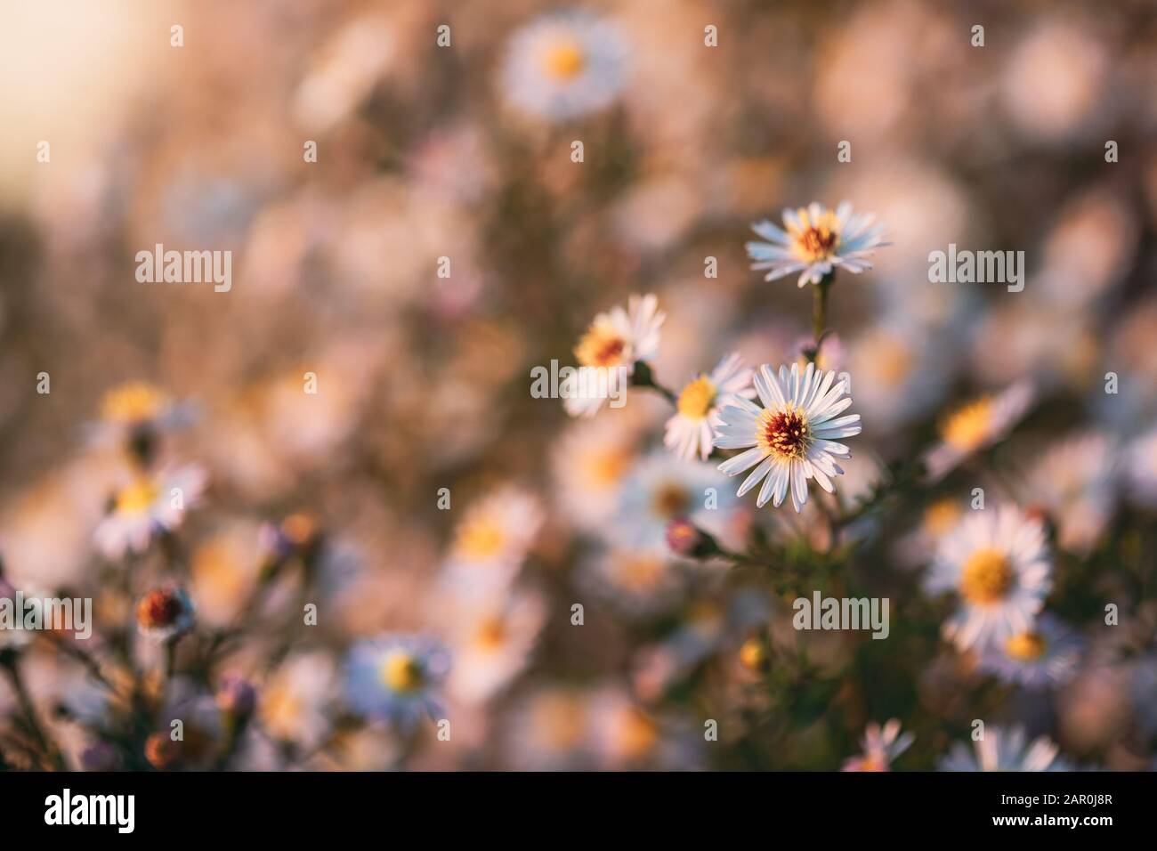 Blooming Aster Perennial Flowering Plants In The Family Asteraceae. Bush In Autumn Season. Stock Photo
