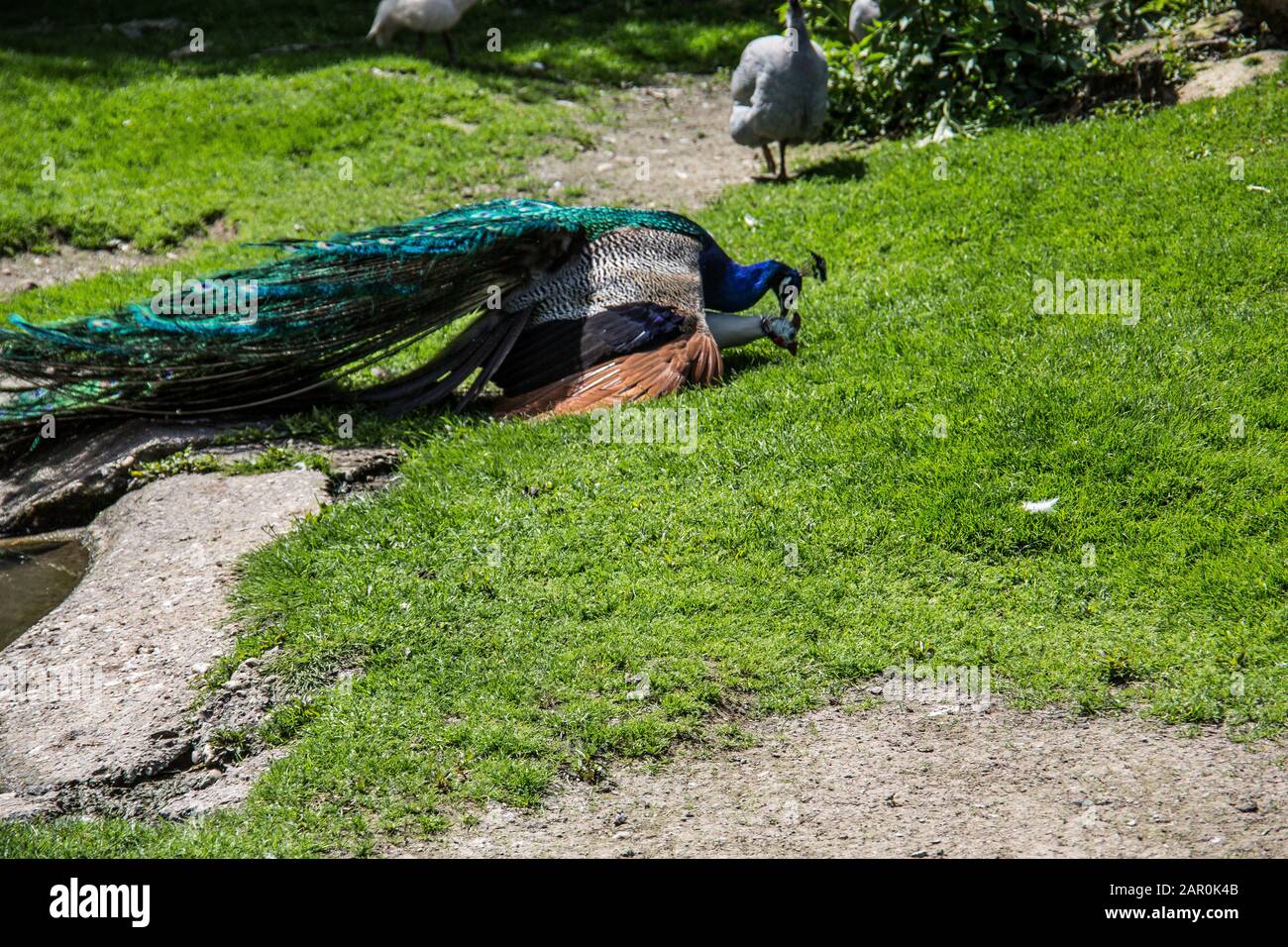 Peacock struts on meadow Stock Photo