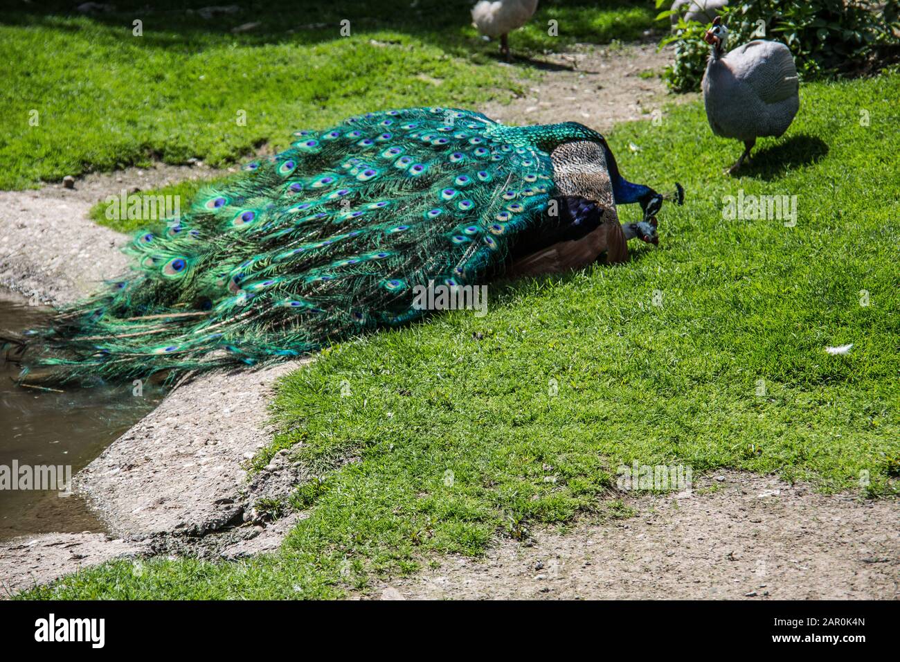 Peacock struts on meadow Stock Photo