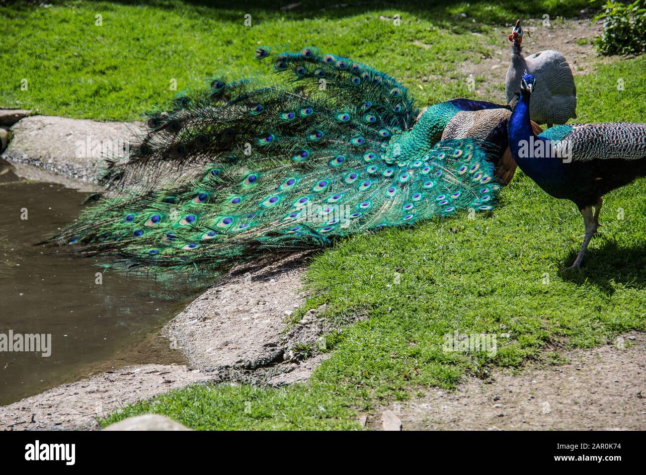 Peacock struts on meadow Stock Photo