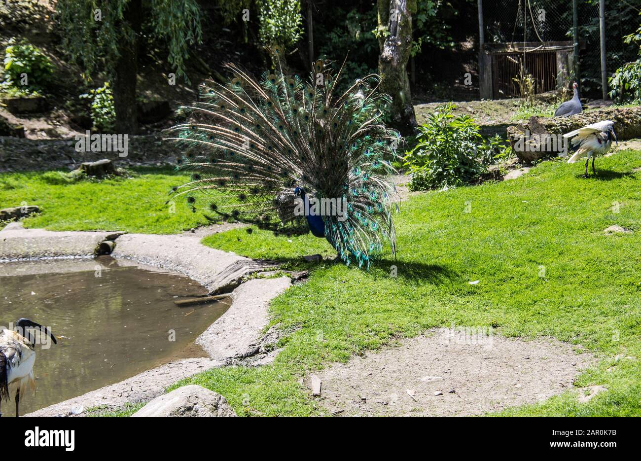 Peacock struts on meadow Stock Photo