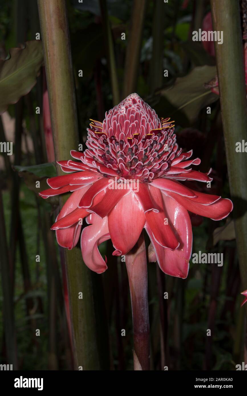 Ecuador flower andes mountain hi-res stock photography and images - Alamy