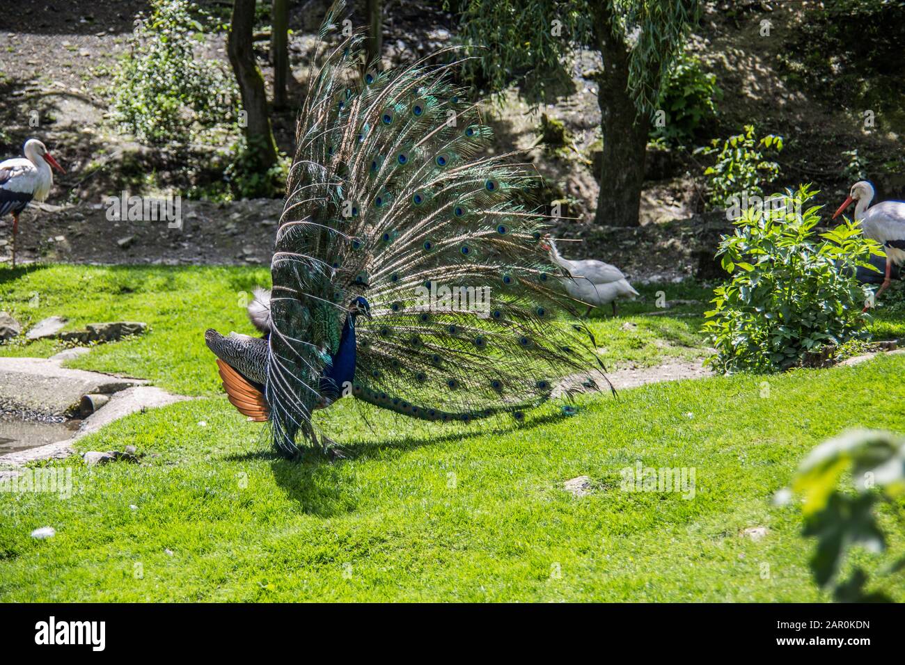 Peacock struts on meadow Stock Photo