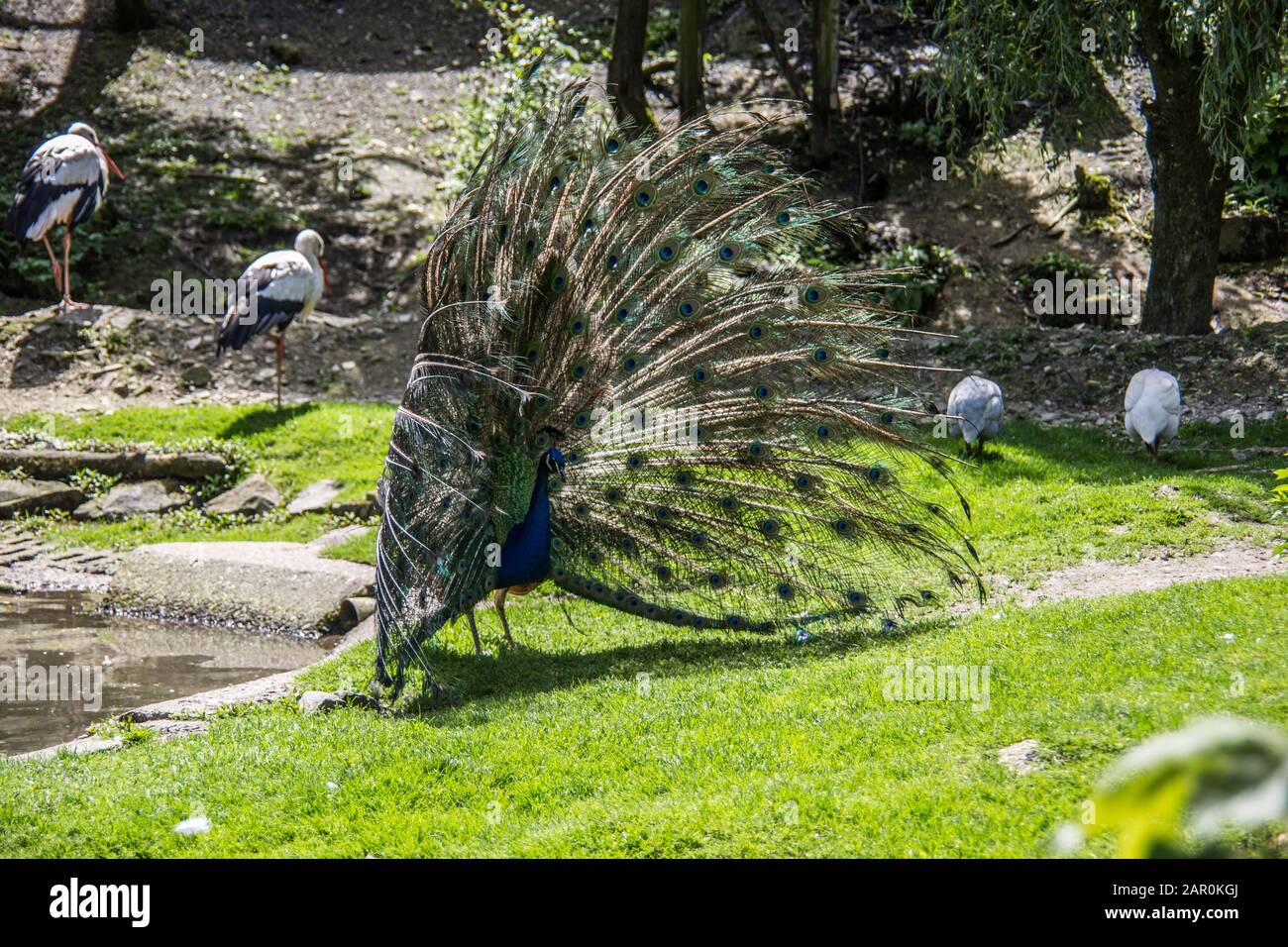 Peacock struts on meadow Stock Photo