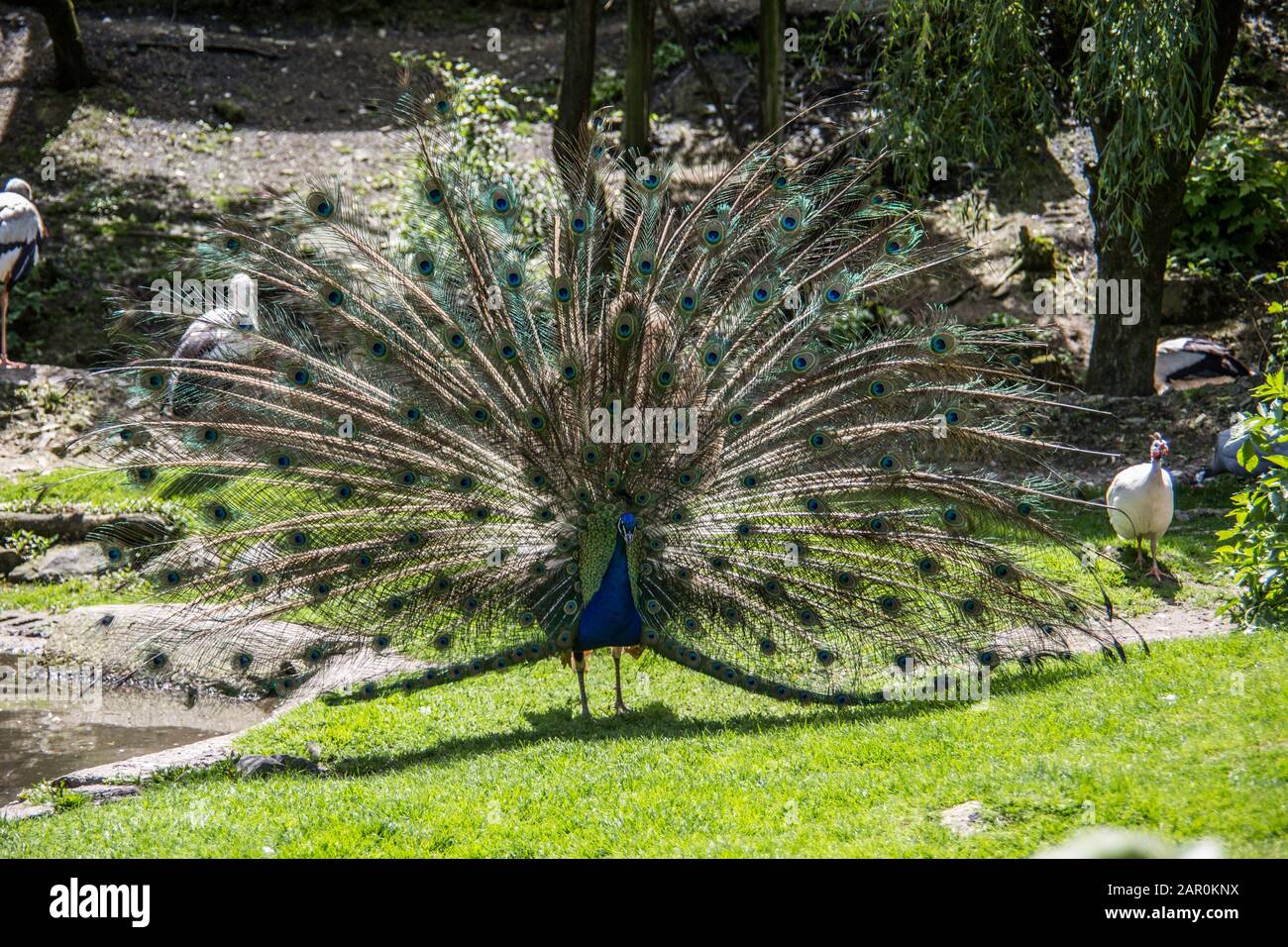 Peacock struts on meadow Stock Photo