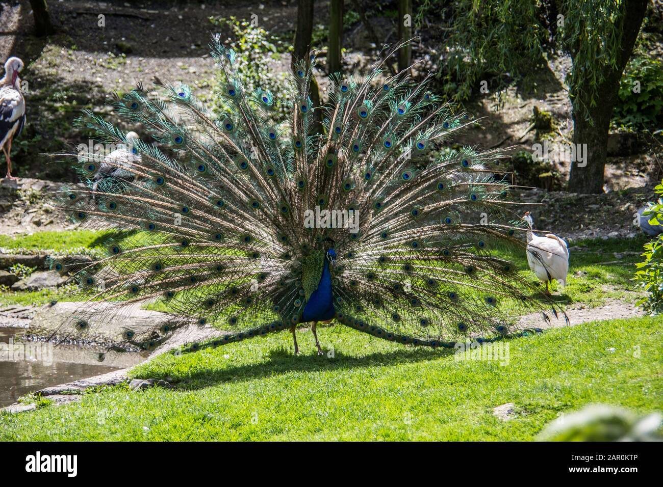 Peacock struts on meadow Stock Photo