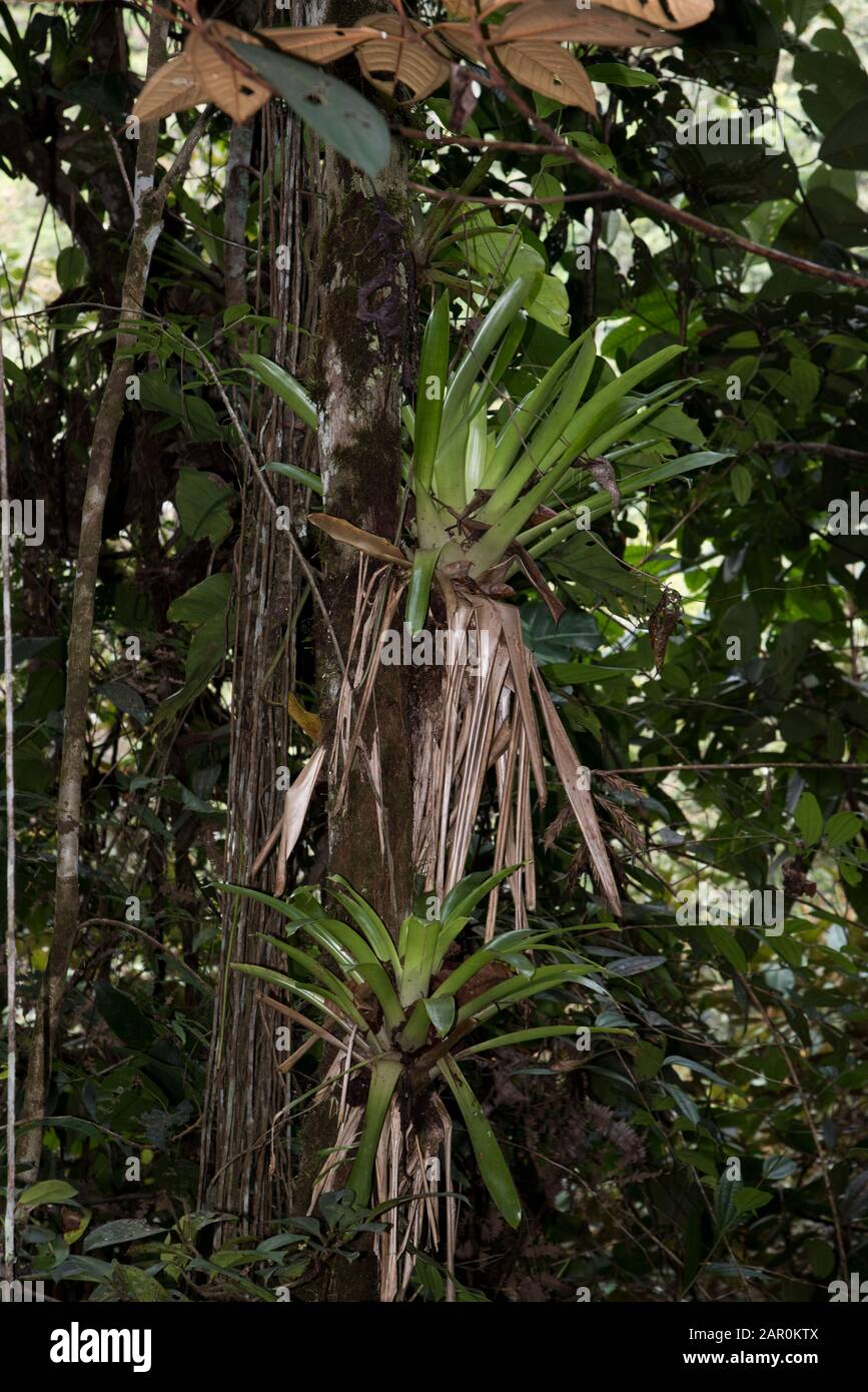 Epiphyte in the primeval forest in the private reserve of Copalinga Lodge in the Andes at 1000 meter above sea level in Ecuador. Stock Photo