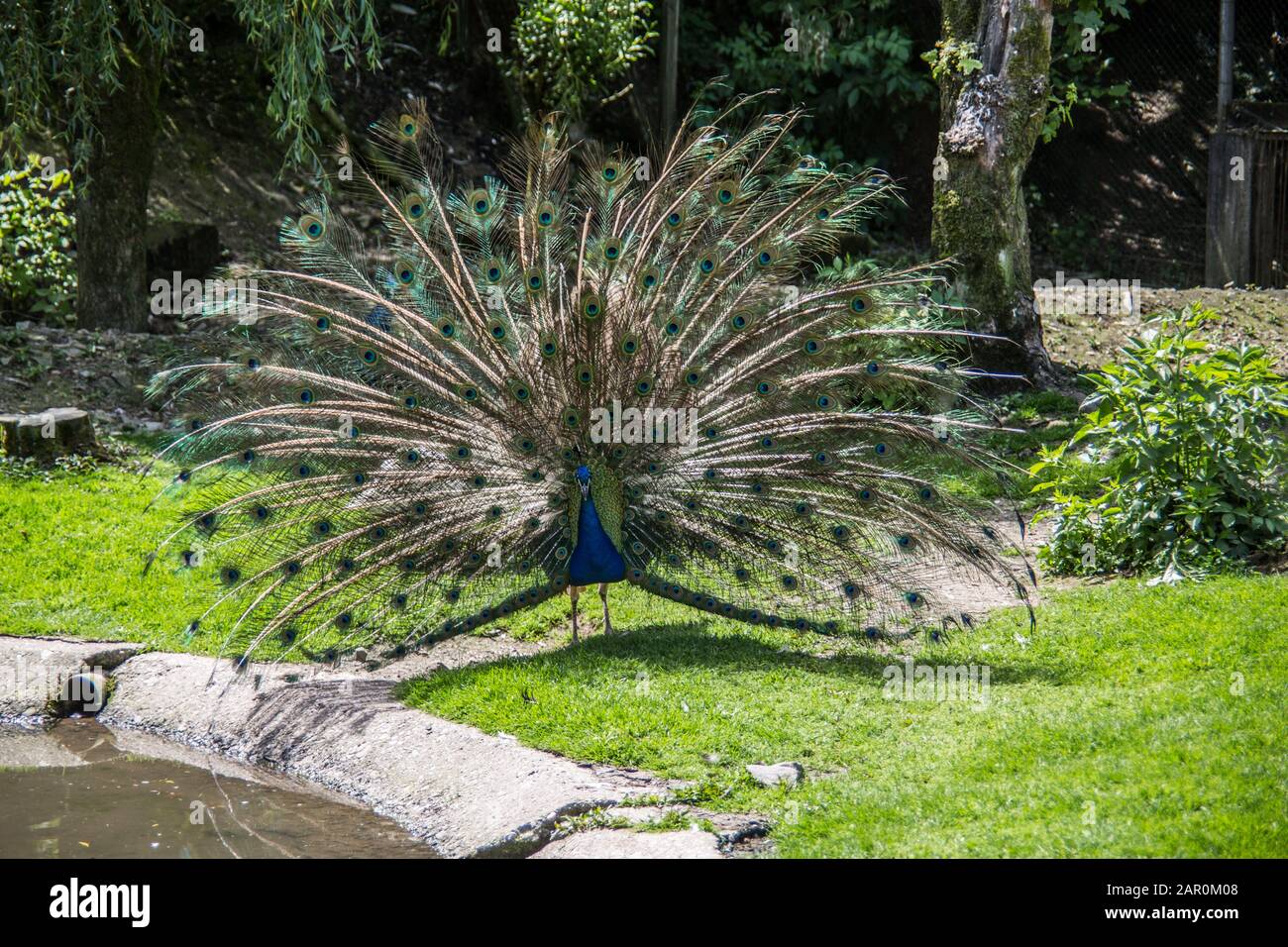 Peacock struts on meadow Stock Photo