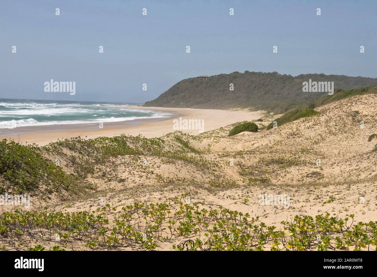 Beach vegetation, (Scaevola plumieri) at beach front, Ponta Malongane beach, Mozambique. Stock Photo